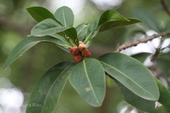 Ficus cuspidata